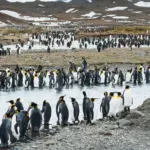 Cruise Sustainability